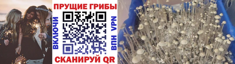 это состав  как найти закладки  Курильск  Псилоцибиновые грибы MAGIC MUSHROOMS 